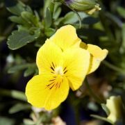 Viola cornuta Twix Gold
